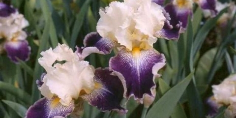 Kada orezivati ​​perunike nakon cvatnje